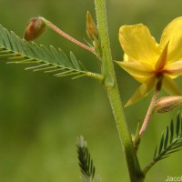 Chamaecrista mimosoides (L.) Greene